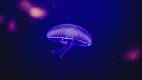 Mystical Glowing Jellyfish Underwater wallpaper