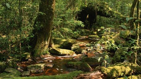 Serene Forest Stream Surrounded by Nature's Beauty wallpaper