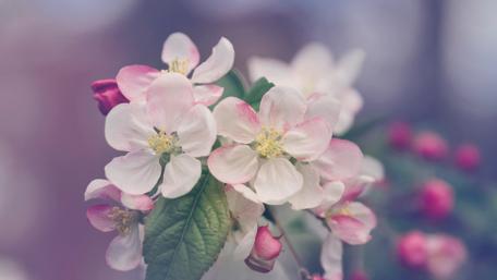 Spring Blossoms and New Beginnings wallpaper