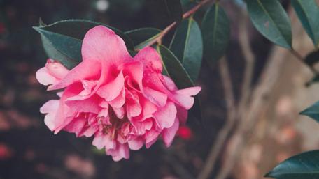 Delicate Pink Flower Blooms in Nature's Embrace wallpaper