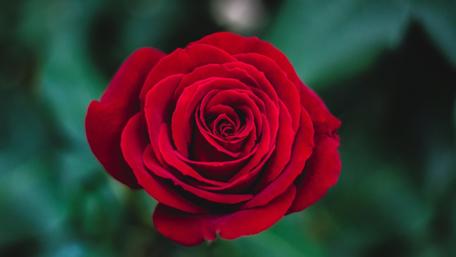 Elegant Red Rose Blossoming wallpaper