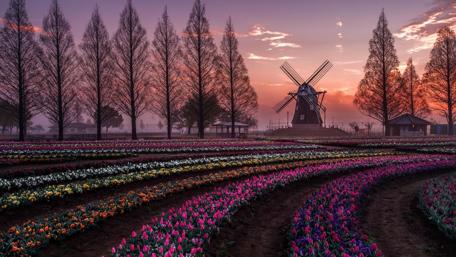 Springtime Splendor in the Netherlands wallpaper
