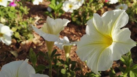 Elegant White and Yellow Flower Close-Up in Blooming Garden wallpaper