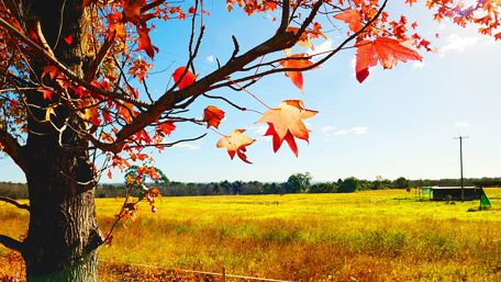 Vibrant Autumn Maple Leaves in Countryside Scene wallpaper