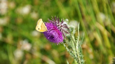 Golden Butterfly on Vibrant Thistle Flower wallpaper
