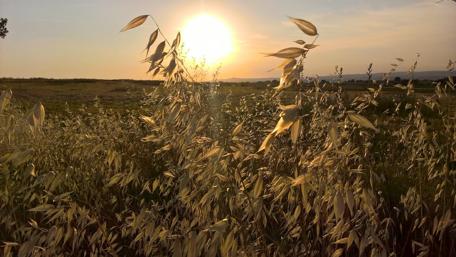 Golden Sunset Over Serene Landscape with Tall Grass and Trees wallpaper