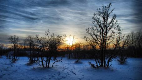 Winter's Serenity in a Snowy Landscape wallpaper