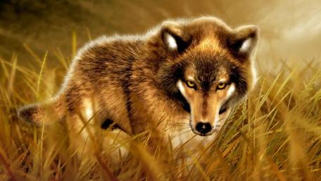 Majestic Wolf in Golden Grassland wallpaper
