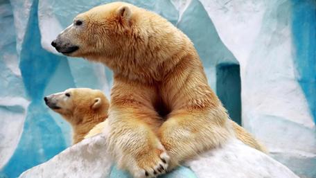 Charming Polar Bears in a Serene Setting wallpaper