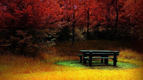 Serene Autumn Bench in the Forest wallpaper