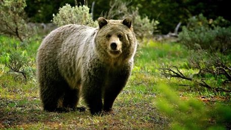 Majestic Bear in its Natural Habitat wallpaper