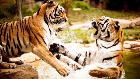 Tigers Playfully Compete in Water Game wallpaper