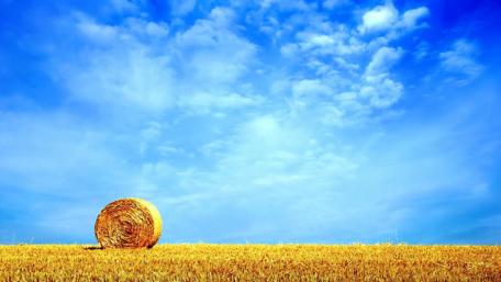Golden Fields Under a Blue Sky wallpaper