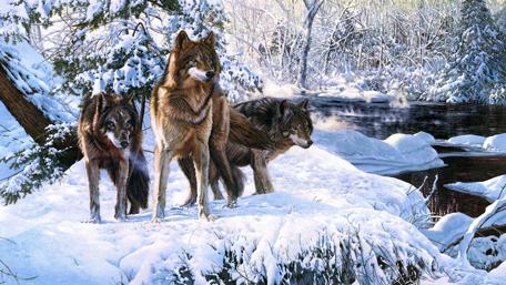Winter Wolves: Guardians of the Snowy Forest wallpaper