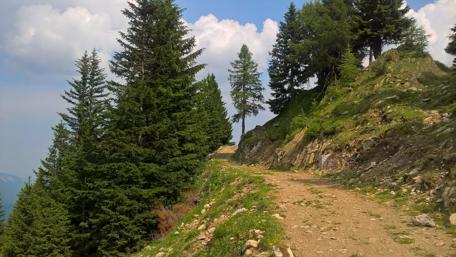 Serene Mountain Road Surrounded by Lush Trees wallpaper