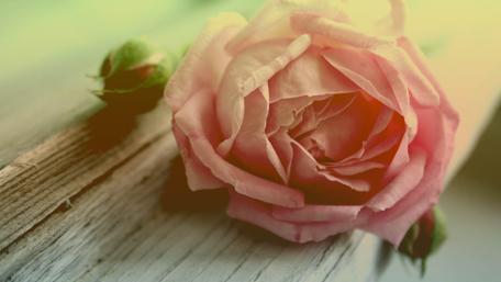 Delicate Pink Rose Embraced by Nature's Wood wallpaper