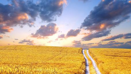 Golden Path Through Summer Fields wallpaper