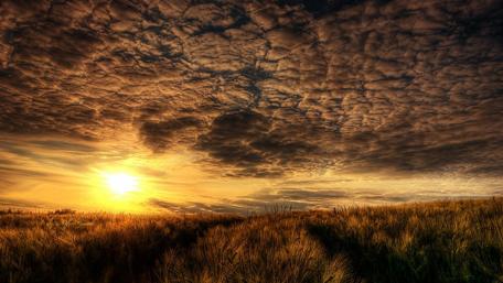 Golden Sunset Over a Serene Field wallpaper