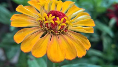 Vibrant Zinnia Blossom in Full Bloom wallpaper