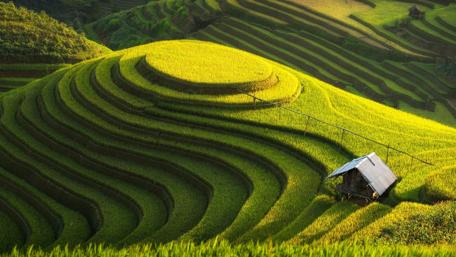 Golden Ribbons of Mu Cang Chai wallpaper