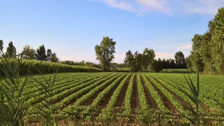 Serene Green Fields Under a Blue Sky wallpaper
