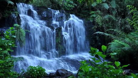 Majestic Forest Cascade wallpaper