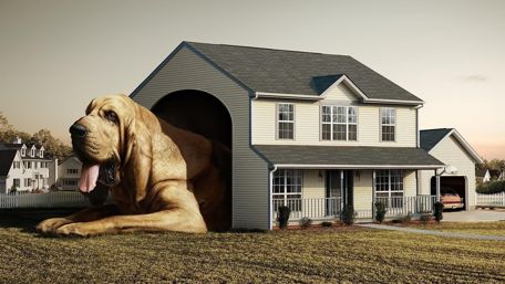 Gigantic Dog in a Cozy Home wallpaper