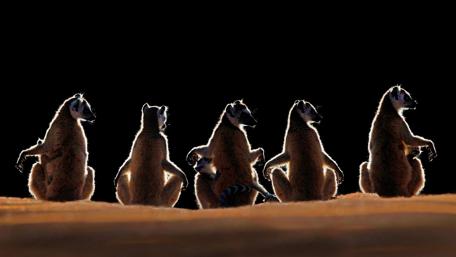 Whimsical Lemurs in Silhouette Flourish wallpaper