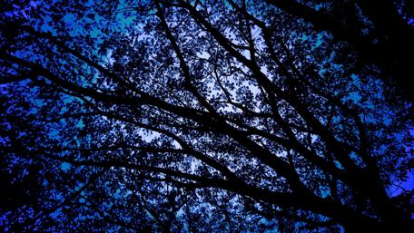 Moonlit Silhouette of Trees at Twilight wallpaper
