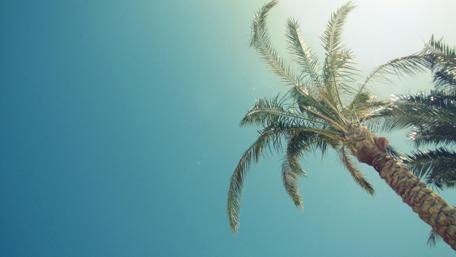 Tropical Bliss Under a Clear Sky wallpaper