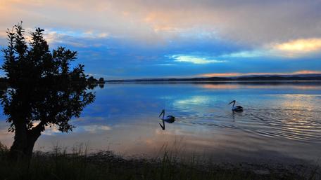 Serene Sunset with Pelicans on Water Surface wallpaper