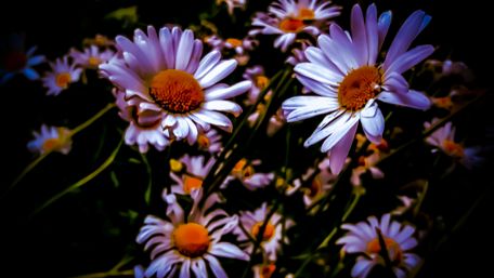 Radiant Daisies in Bloom wallpaper