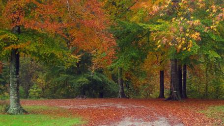 Autumn Road in a Forest wallpaper