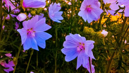 Purple Floral Splendor in Nature's Garden wallpaper