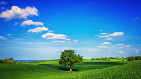Lone Tree in a Sunny Green Landscape wallpaper