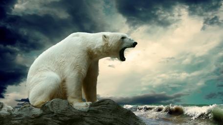 Roaring Majesty of the Polar Bear wallpaper