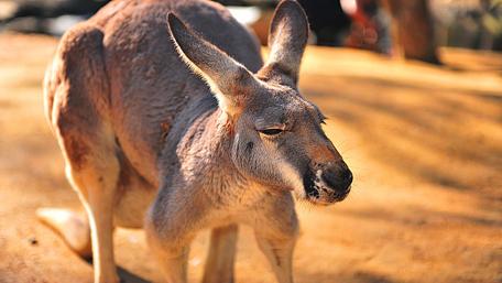 Cute Kangaroo in Nature Wallpaper wallpaper