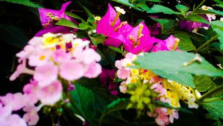 Vibrant Blossoms in Nature's Embrace wallpaper