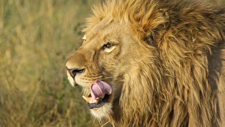 Majestic Lion in the Wild wallpaper