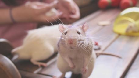 Curious Mouse in a Playful Moment wallpaper