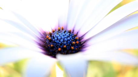 Vibrant Close-Up of a Flower's Heart wallpaper
