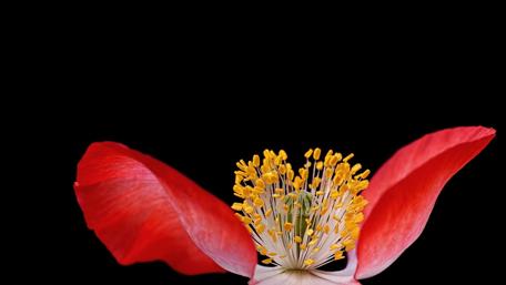 Vibrant Close-Up of a Flower's Heartbeat wallpaper