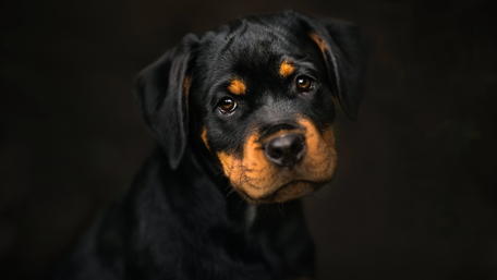Rottweiler Puppy's Beguiling Gaze wallpaper