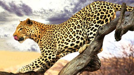 Majestic Leopard in the Savanna Scene wallpaper