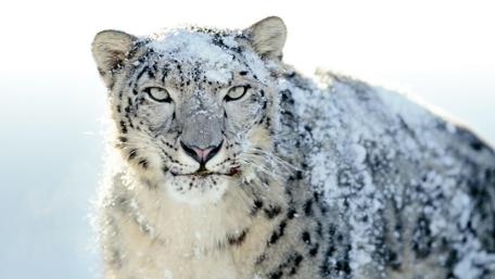 Snow Leopard in Wintry Splendor wallpaper