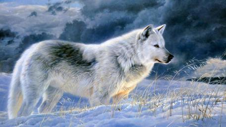 Majestic Winter Wolf in the Snow wallpaper