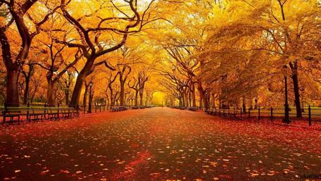Autumn Walkway in the Park wallpaper