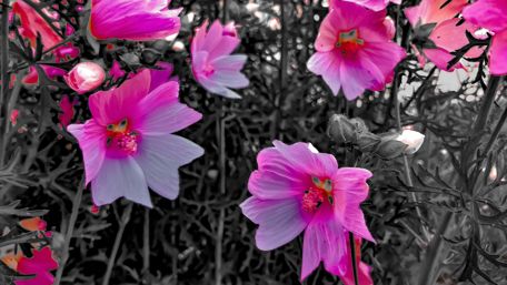 Vibrant Pink Blooms in Nature's Embrace wallpaper