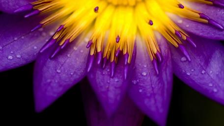 Vibrant Purple Flower Close-Up Magic wallpaper