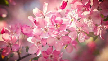 Springtime Cherry Blossoms in Japan wallpaper